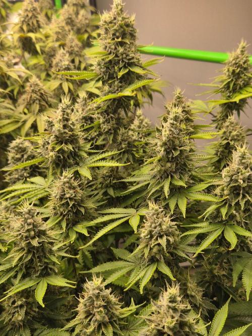 Geist Grow – Geist Grow OG S1. Week 16