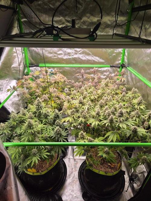Zoapz 34 - HnnyHmp. Week 16