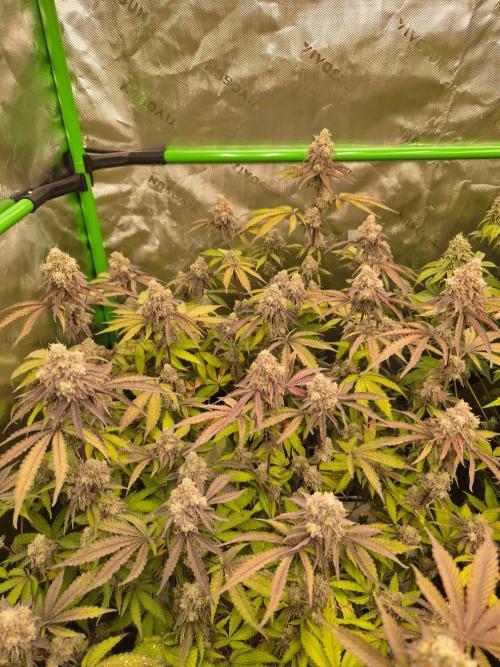 Zoapz 34 - HnnyHmp. Week 16