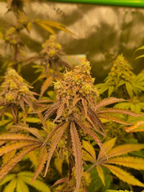 Zoapz 34 - HnnyHmp. Week 16