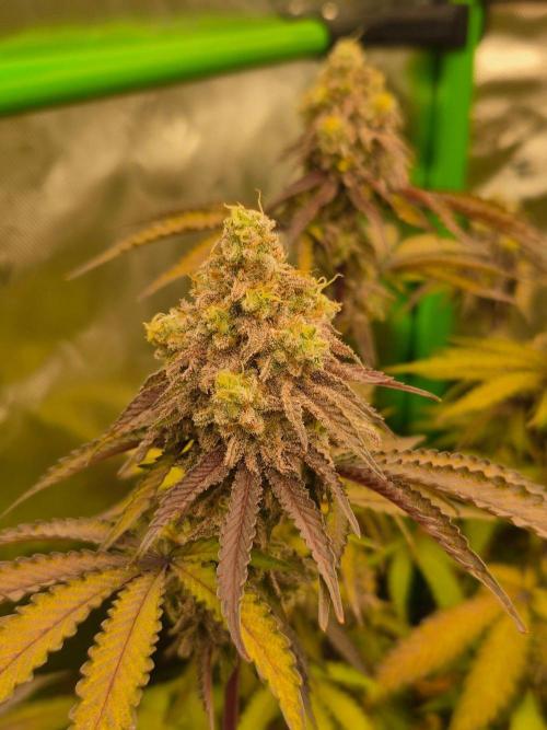 Zoapz 34 - HnnyHmp. Week 16