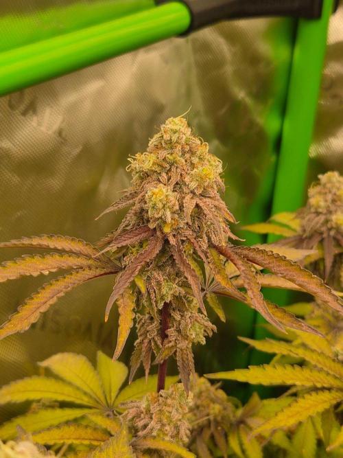 Zoapz 34 - HnnyHmp. Week 16