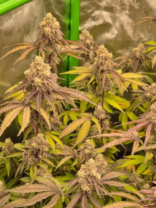 Zoapz 34 - HnnyHmp. Week 16