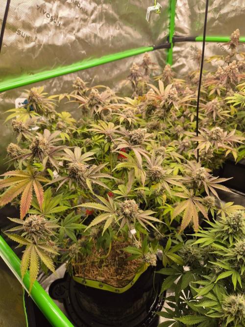 Gas Gimlet - Wizard Trees #3. Week 16