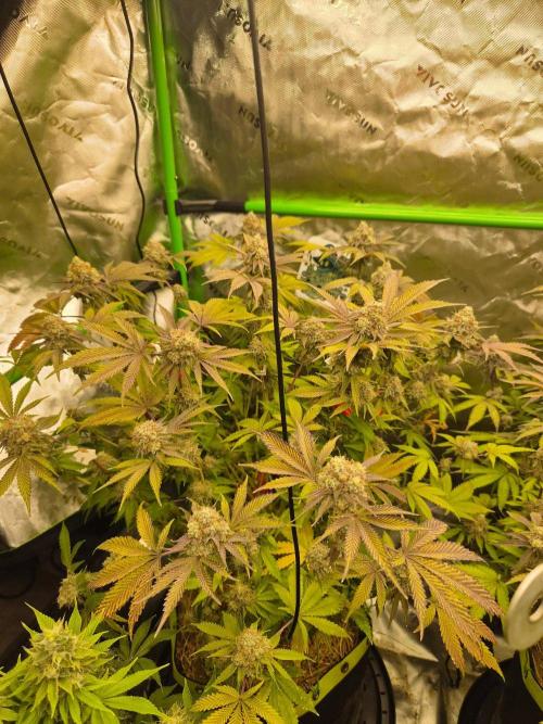 Gas Gimlet. Week 16