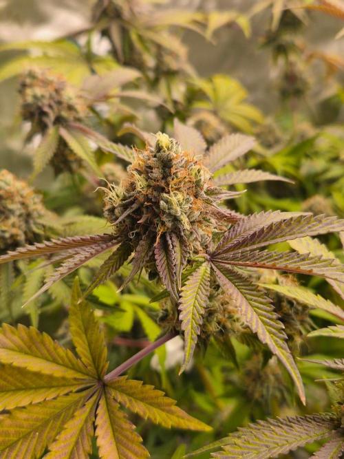 Gas Gimlet - Wizard Trees #3. Week 16