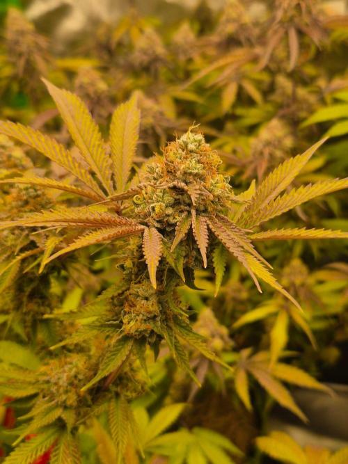 Gas Gimlet - Wizard Trees #3. Week 16