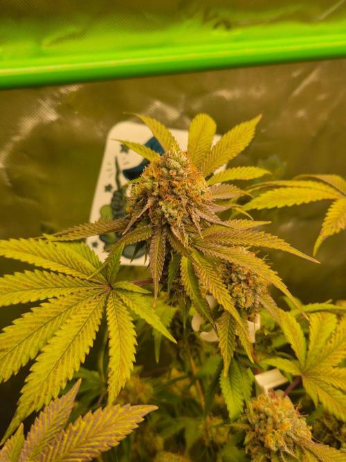 Gas Gimlet - Wizard Trees #3. Week 16