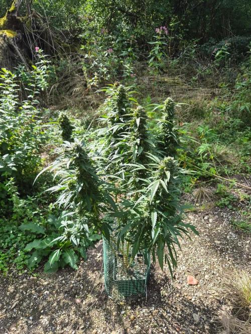 Strawberry Guava - Guerilla Grow. Week 21
