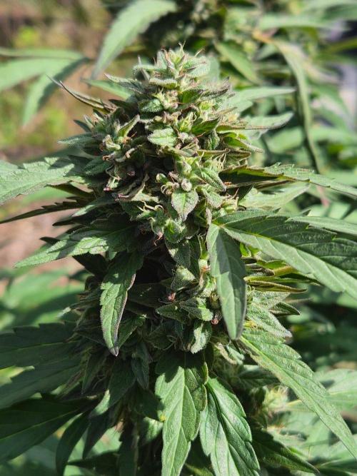 Strawberry Guava - Guerilla Grow. Week 21