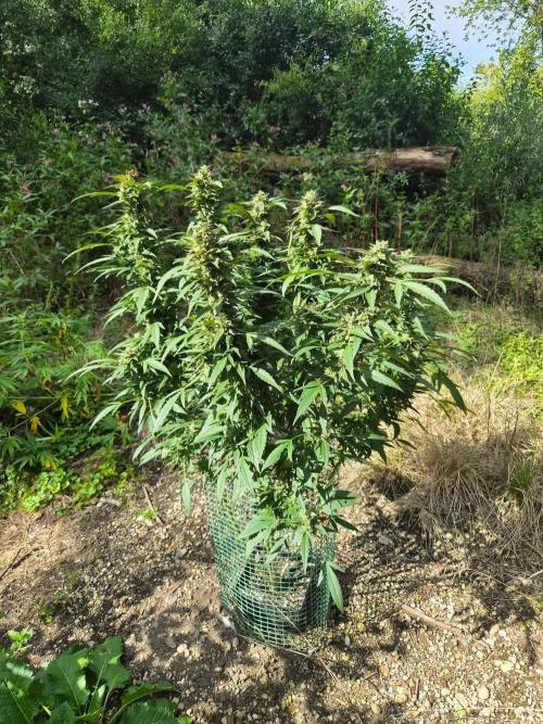 Strawberry Guava - Guerilla Grow. Week 22