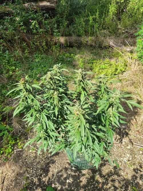Strawberry Guava - Guerilla Grow. Week 22