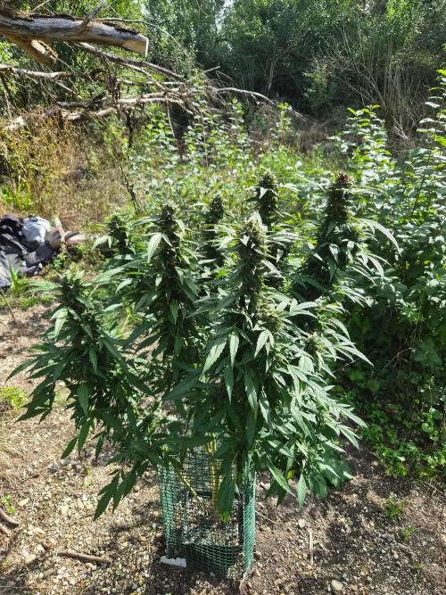 Strawberry Guava - Guerilla Grow. Week 22