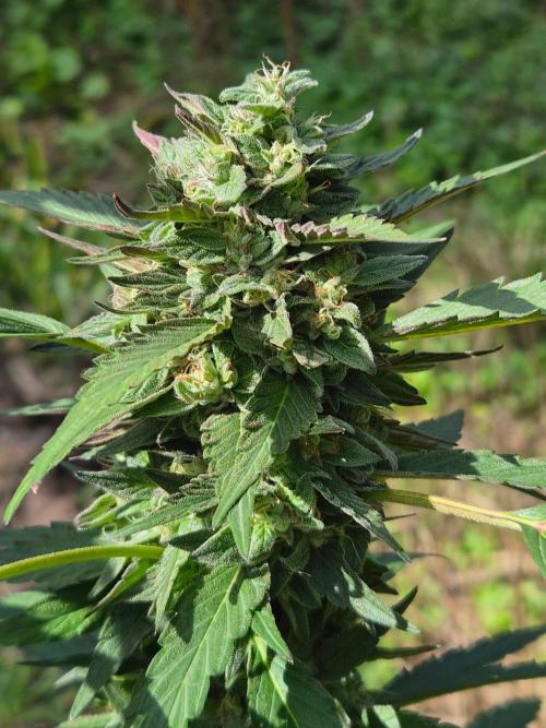 Strawberry Guava - Guerilla Grow. Week 22