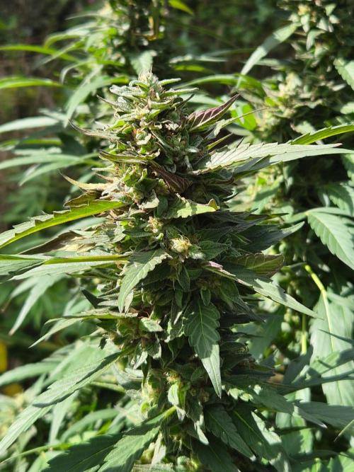 Strawberry Guava - Guerilla Grow. Week 22