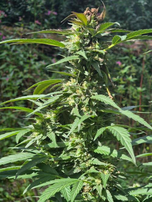 Strawberry Guava - Guerilla Grow. Week 22