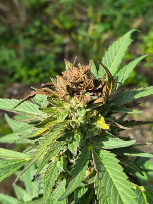 Strawberry Guava - Guerilla Grow. Week 22