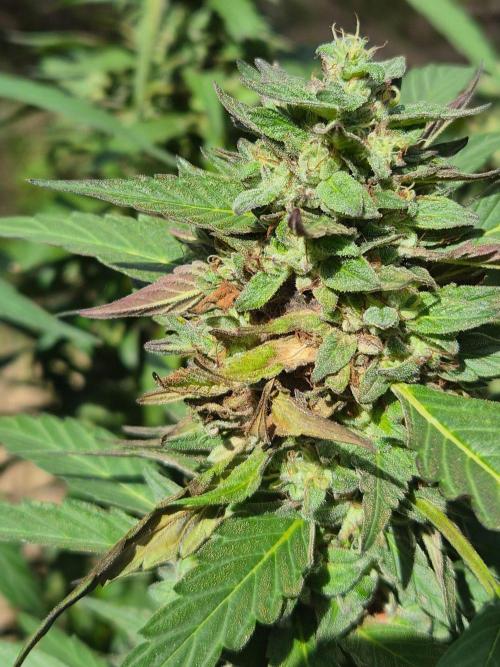 Strawberry Guava - Guerilla Grow. Week 22