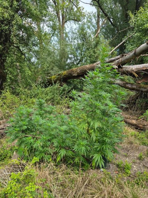 Forbidden Runtz Guerilla Grow. Week 22