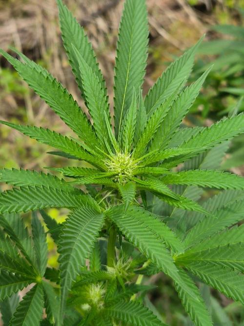 Forbidden Runtz Guerilla Grow. Week 22