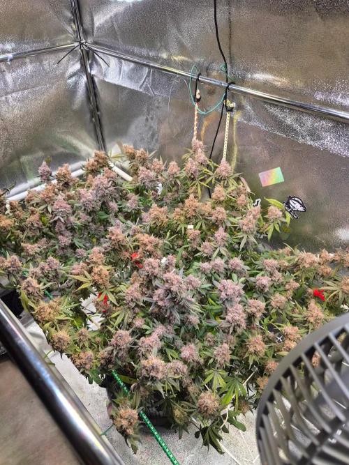 Slushberry Mintz - Outdoor vs Indoor. Week 22