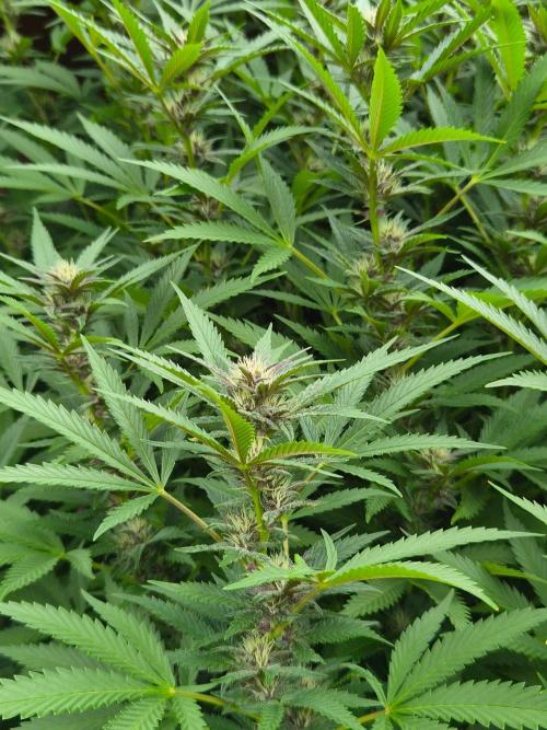 Slushberry Mintz - Outdoor vs Indoor. Week 22
