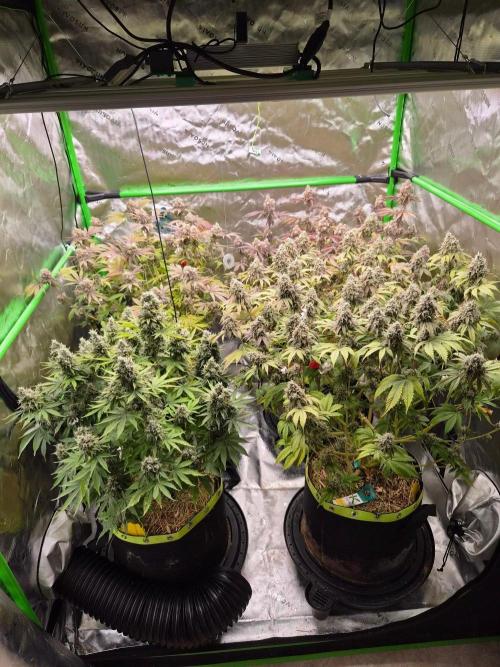Gas Gimlet - Wizard Trees #3. Week 17