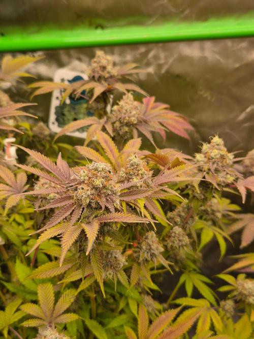 Gas Gimlet - Wizard Trees #3. Week 17