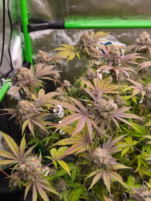 Gas Gimlet - Wizard Trees #3. Week 17