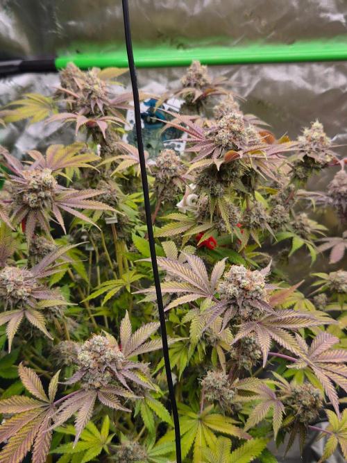 Gas Gimlet - Wizard Trees #3. Week 17