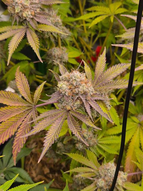 Gas Gimlet - Wizard Trees #3. Week 17