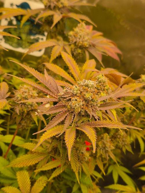 Gas Gimlet - Wizard Trees #3. Week 17