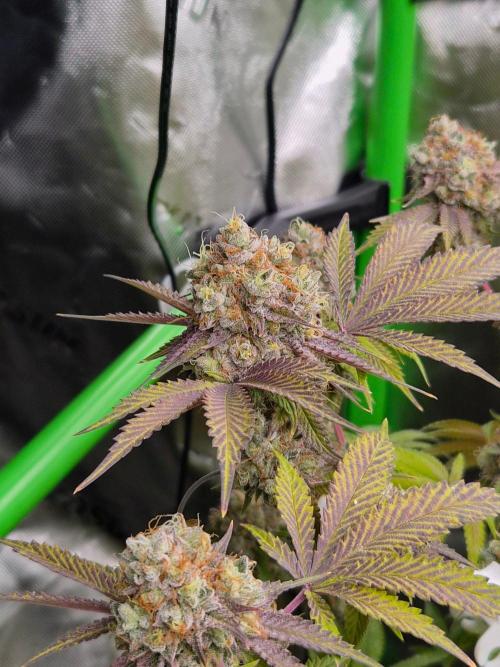 Gas Gimlet - Wizard Trees #3. Week 17