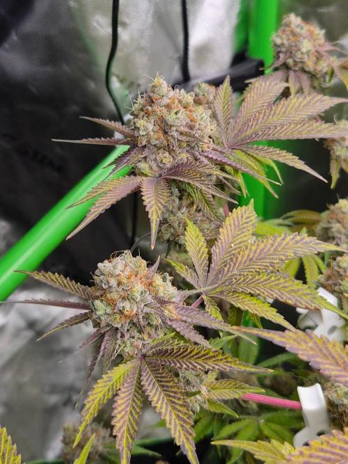 Gas Gimlet - Wizard Trees #3. Week 17