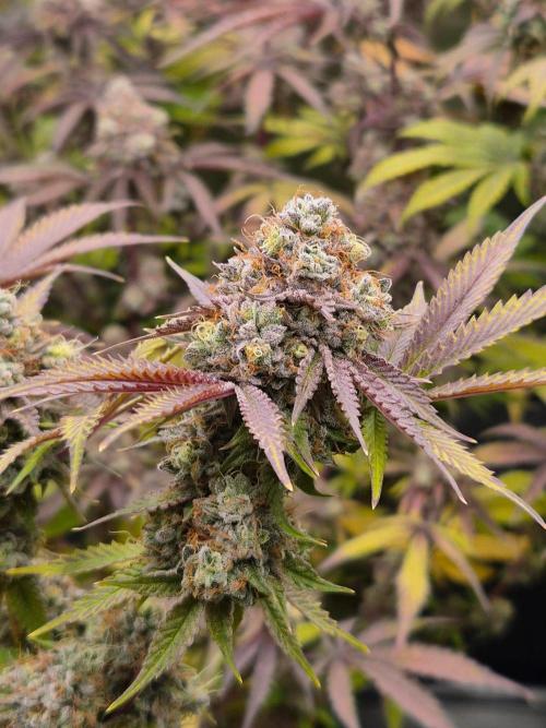 Gas Gimlet - Wizard Trees #3. Week 17