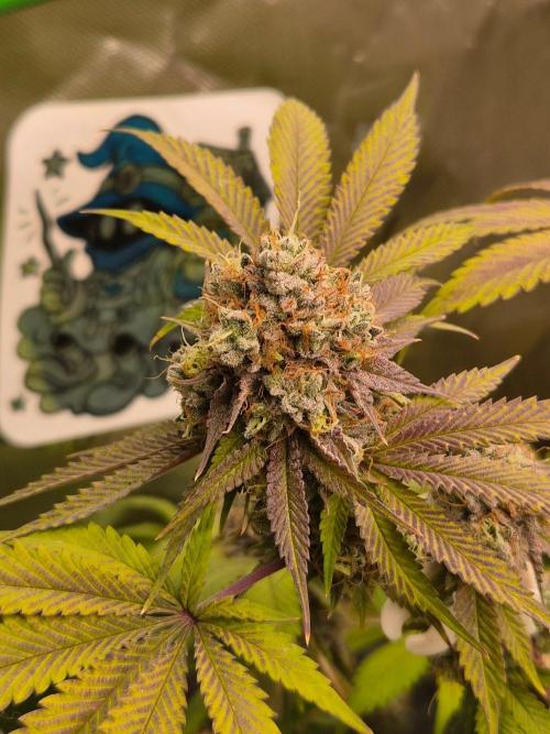Gas Gimlet - Wizard Trees #3. Week 17