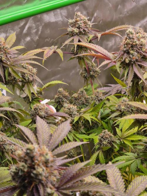 Gas Gimlet - Wizard Trees #3. Week 17