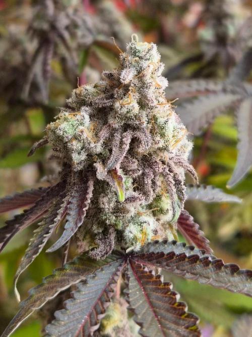 Zoapz 34 - HnnyHmp. Week 17