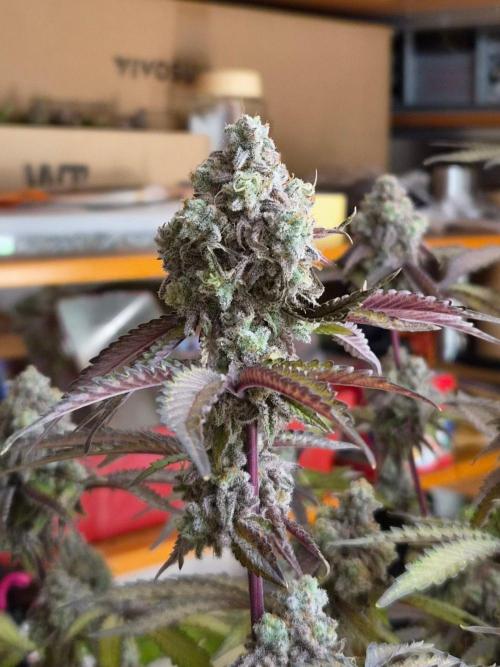 Zoapz 34 - HnnyHmp. Week 17