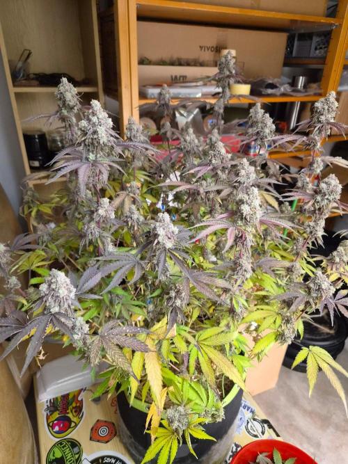 Zoapz 34 - HnnyHmp. Week 17