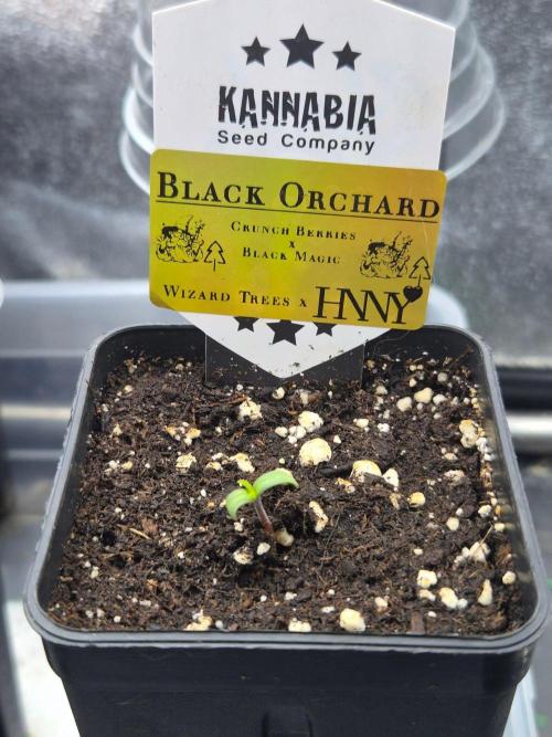 Black Orchard - Wizard Trees. Week 0