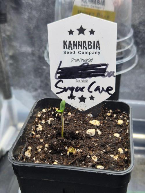 Sugar Cane #3 - In House Genetics. Week 0