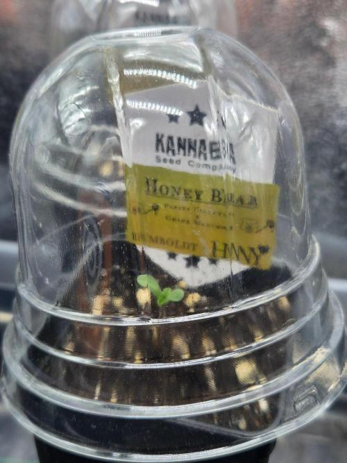 Honey Bear #1 - Humboldt Seed Company. Week 0