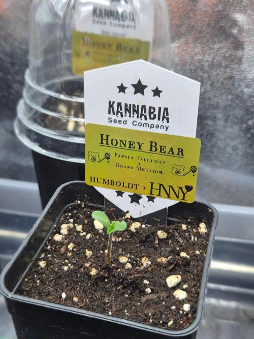 Honey Bear #1 - Humboldt Seed Company. Week 0