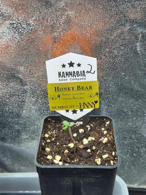 Honey Bear #2 - Humboldt Seed Company. Week 0