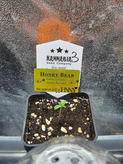 Honey Bear #3 - Humboldt Seed Company. Week 0