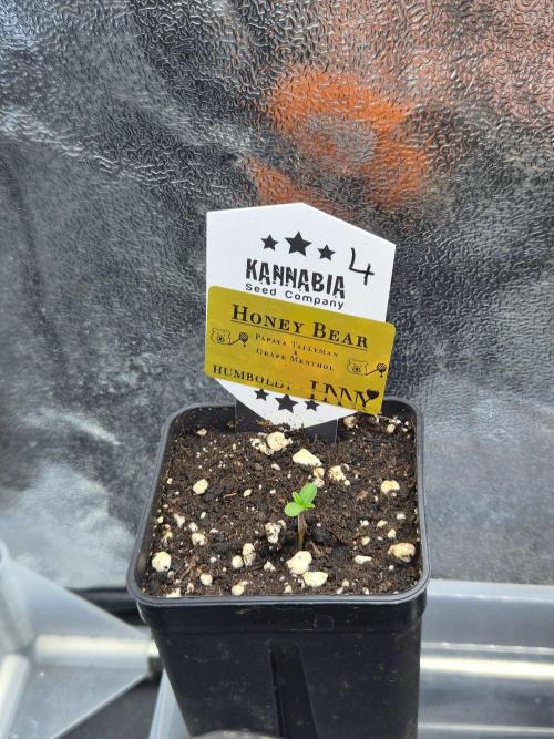 Honey Bear #4 - Humboldt Seed Company. Week 0