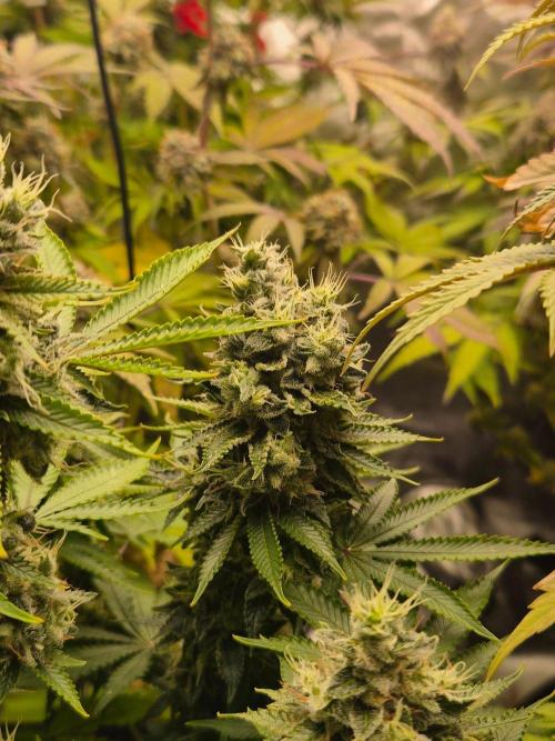 Geist Grow – Geist Grow OG S1. Week 17