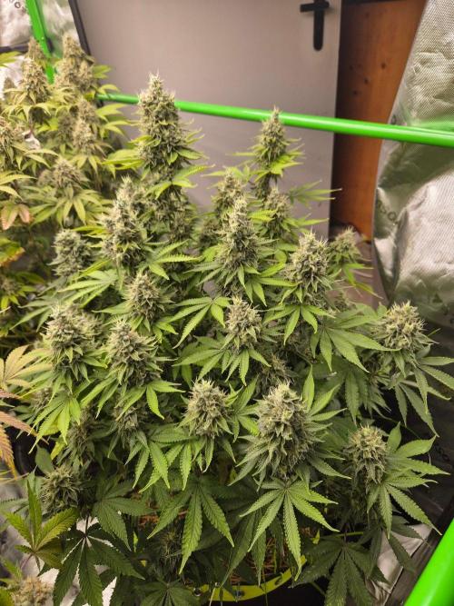 Geist Grow – Geist Grow OG S1. Week 17