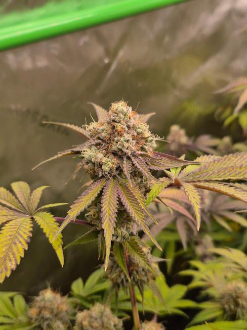 Gas Gimlet - Wizard Trees #3. Week 18